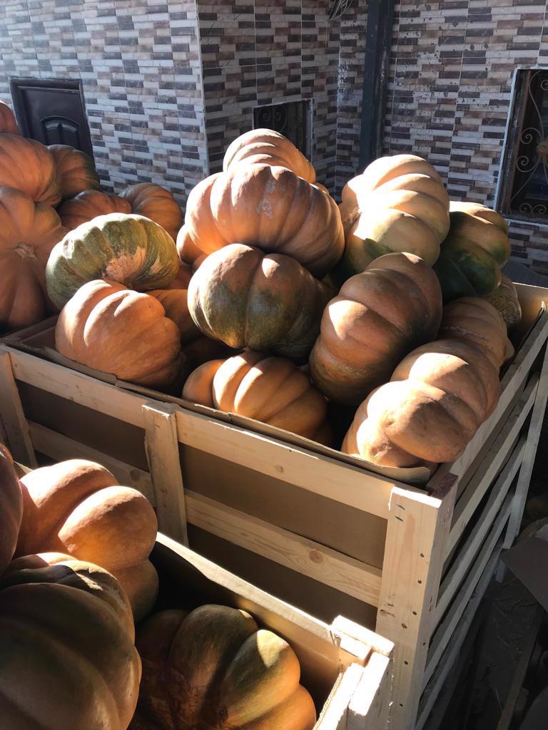 Product image - We offer you  fresh pumpkin available now for any inquiries please contact me
Best Regards
Merna Hesham
Tel: 0020402544299    Cell(whats-app) 00201093042965     email: alshamsexporting@yahoo.com